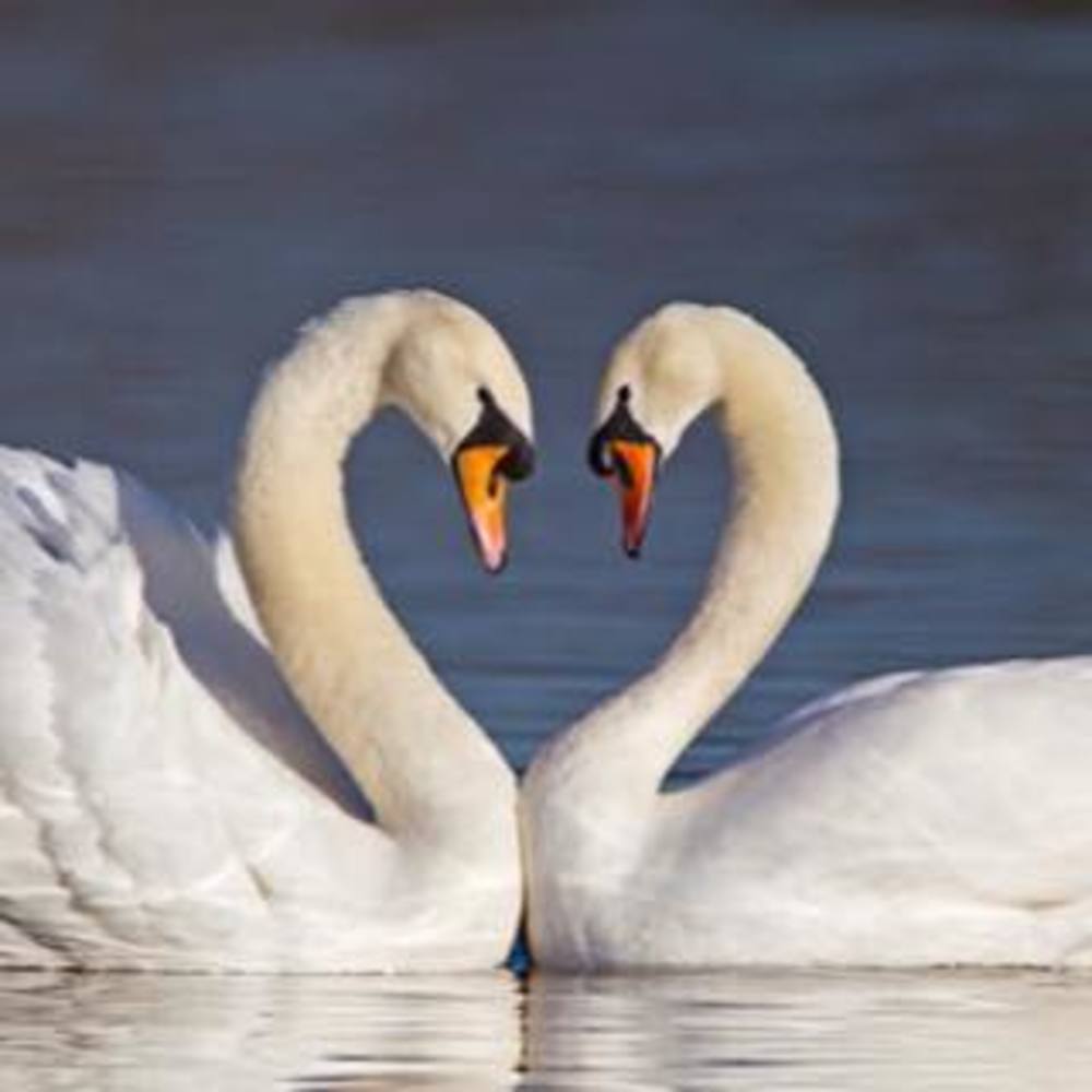 Meet your Posher, Carol